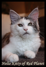 Kitty